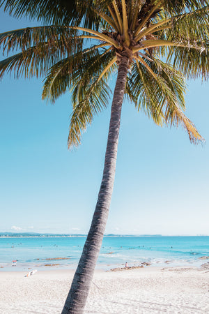 Palm Tree Snapper - Snapper Rocks - Queensland, Australia