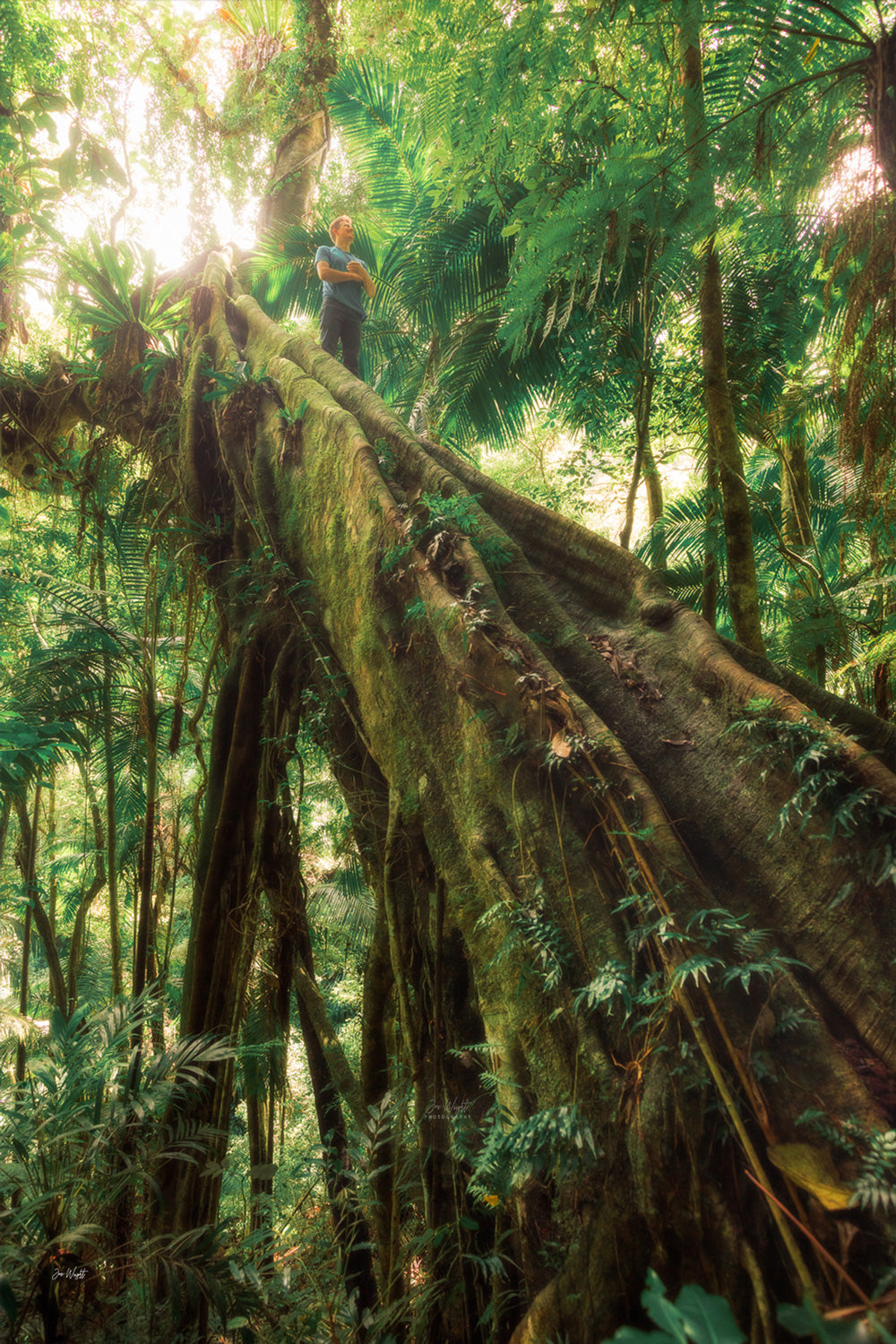 Ancient Times - Lamington National Park, QLD