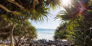 Burleigh Pandanus Tree - Burleigh Heads, QLD Australia