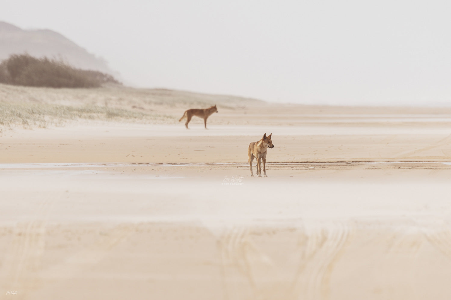 Dingoes On K'Gari | Wildlife Collection