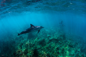 The Hunt - Dolphins in Hawaii. Kona