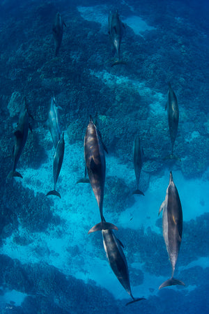 The Pod - Kona, Hawaii