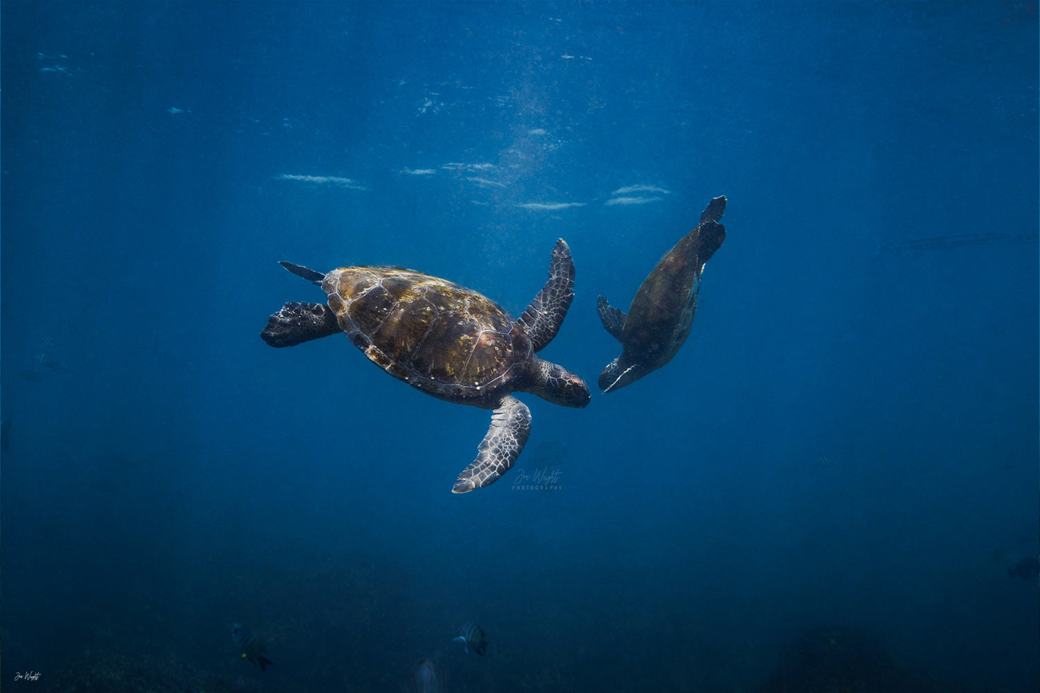 Head To Head Colour | Wildlife Collection