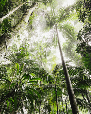 Rainforest Palms - Lamington National Park, QLD Australia