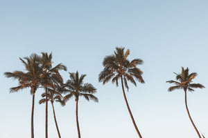 Palm Art | Life's A Beach Collection