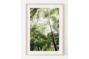 Rainforest Palms - Lamington National Park, QLD Australia