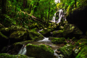 Stepping Stones - Lamington National Park