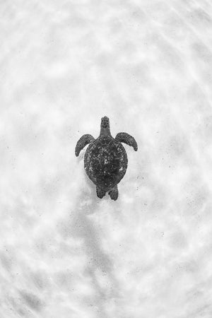 Turtle Print - Waimea Bay, Oahu. Hawaii