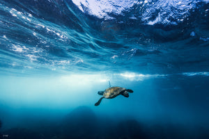 Turtle Clouds | Wildlife Collection