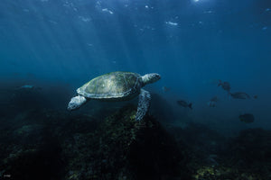 Turtle LIfe | Wildlife Collection