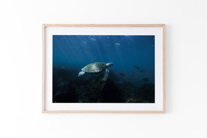 Turtle LIfe | Wildlife Collection