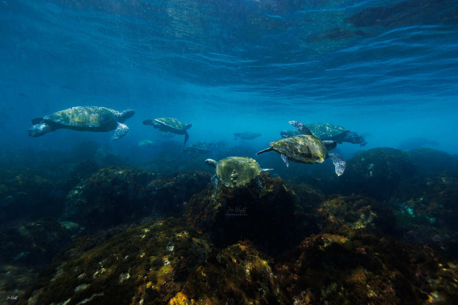 Turtle Traffic | Wildlife Collection