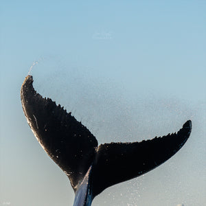 Whale Tail | Wildlife Collection