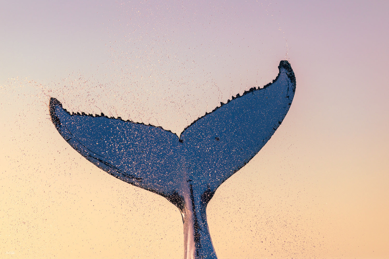 Whale Love - Gold Coast, Australia